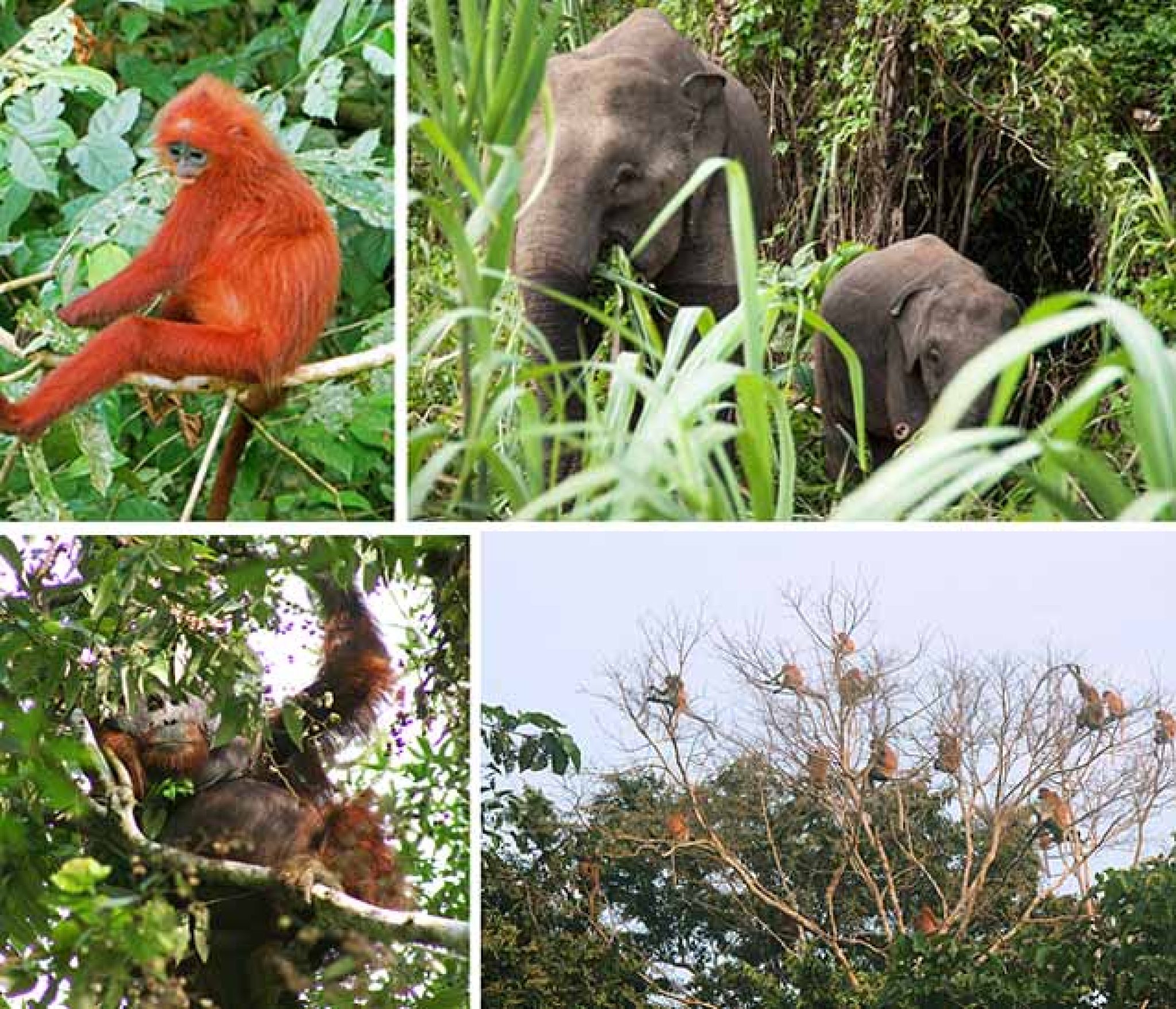 Kinabatangan Wildlife Sanctuary