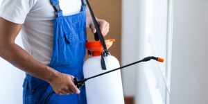 NBW Pest Control – The Number 1 Pest Control Company in Singapore