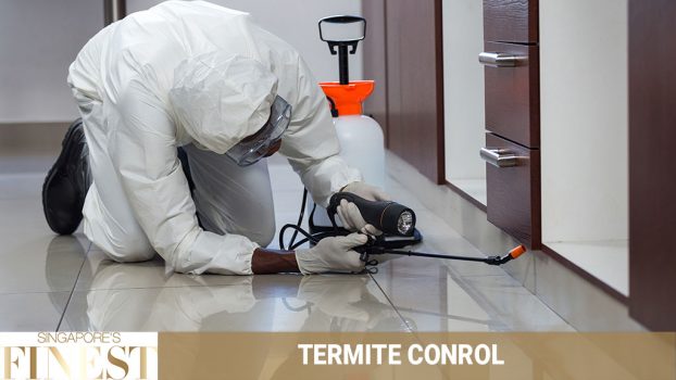 The Finest Termite Control Experts in Singapore