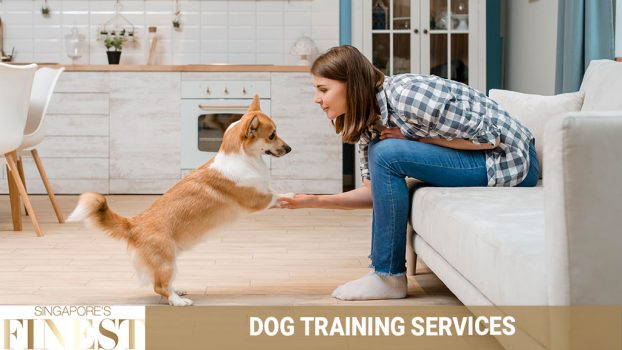 The Finest Trainers for Dog Training Services in Singapore