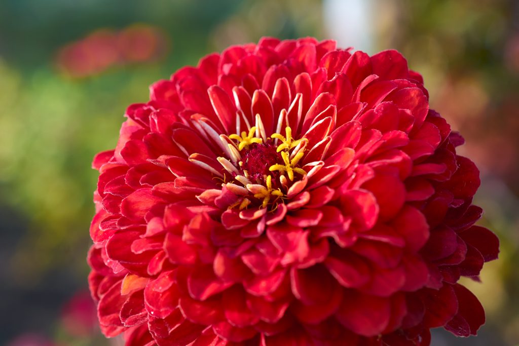 dahlia flower for flower delivery