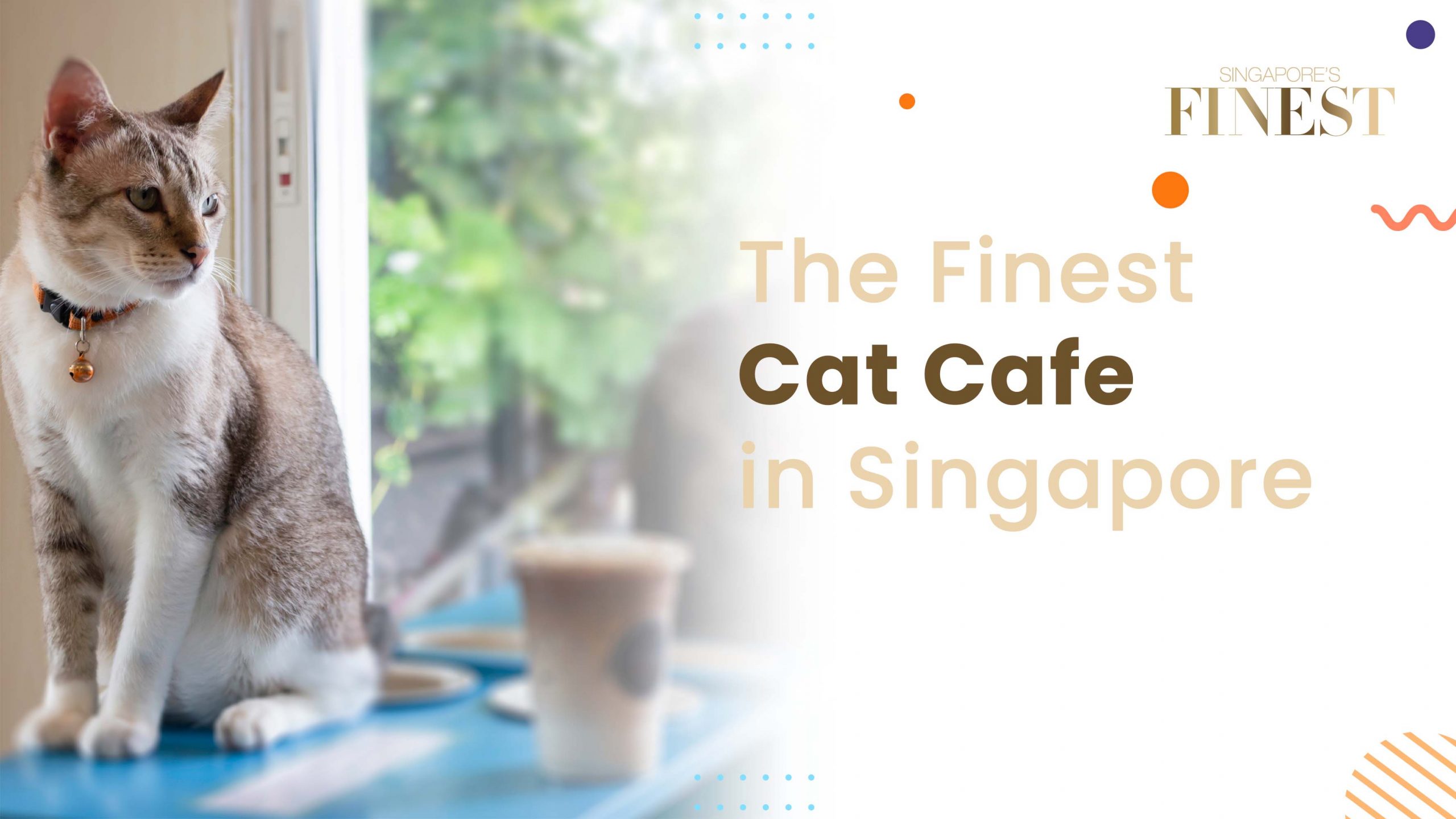 The Finest Cat Cafes in Singapore