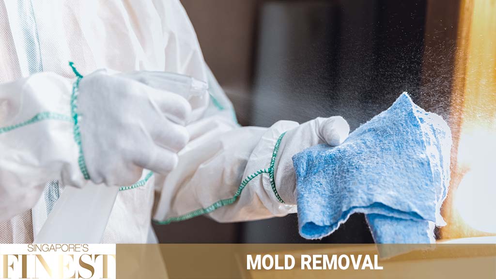 11 Trustworthy Mold Removal in Singapore [2025]