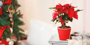 Unique Christmas Flower Arrangement Ideas