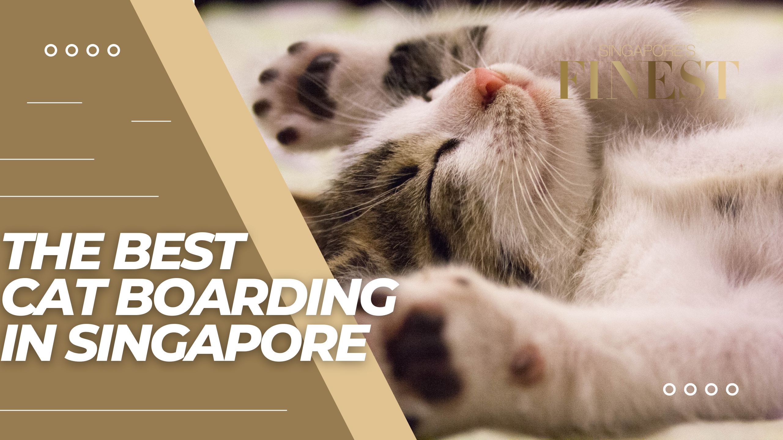 The Finest Cat Boarding in Singapore