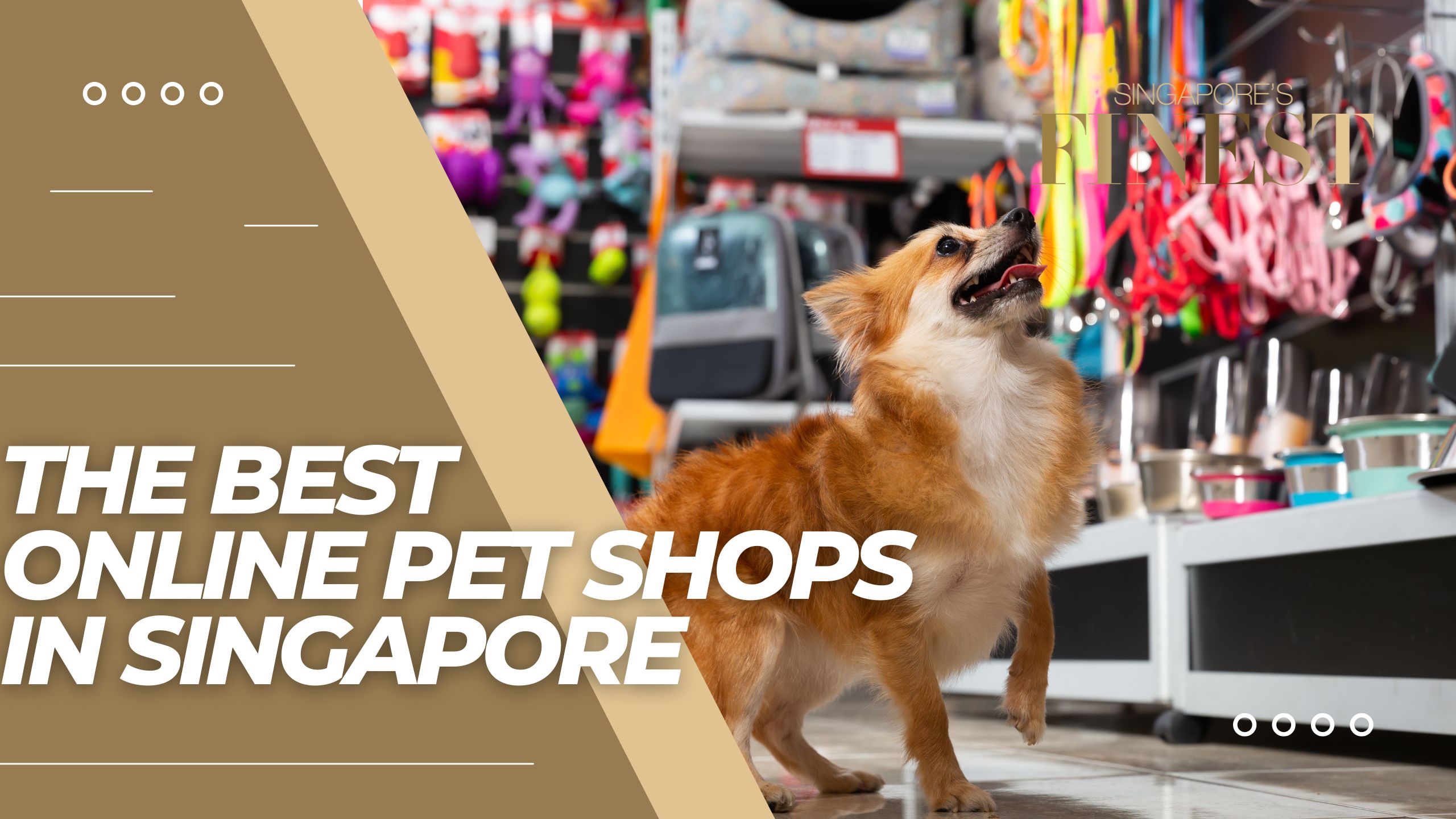 The Finest Online Pet Shops in Singapore