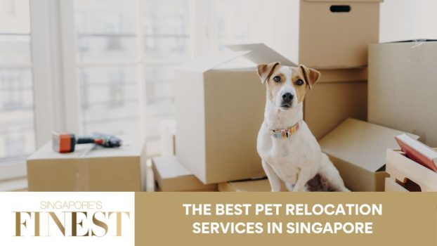 The Finest Pet Relocation Services in Singapore