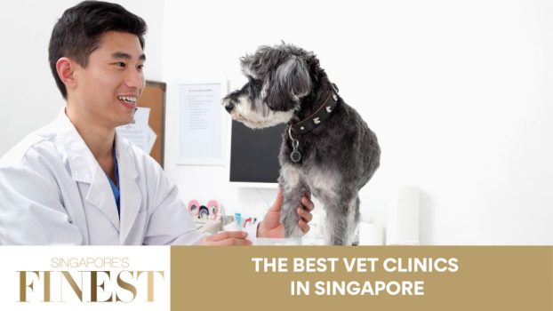 The Finest Vet Clinics in Singapore