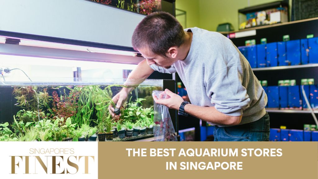 Aquarium Shop Near Me: 6 Amazing Aquarium Shops in Singapore