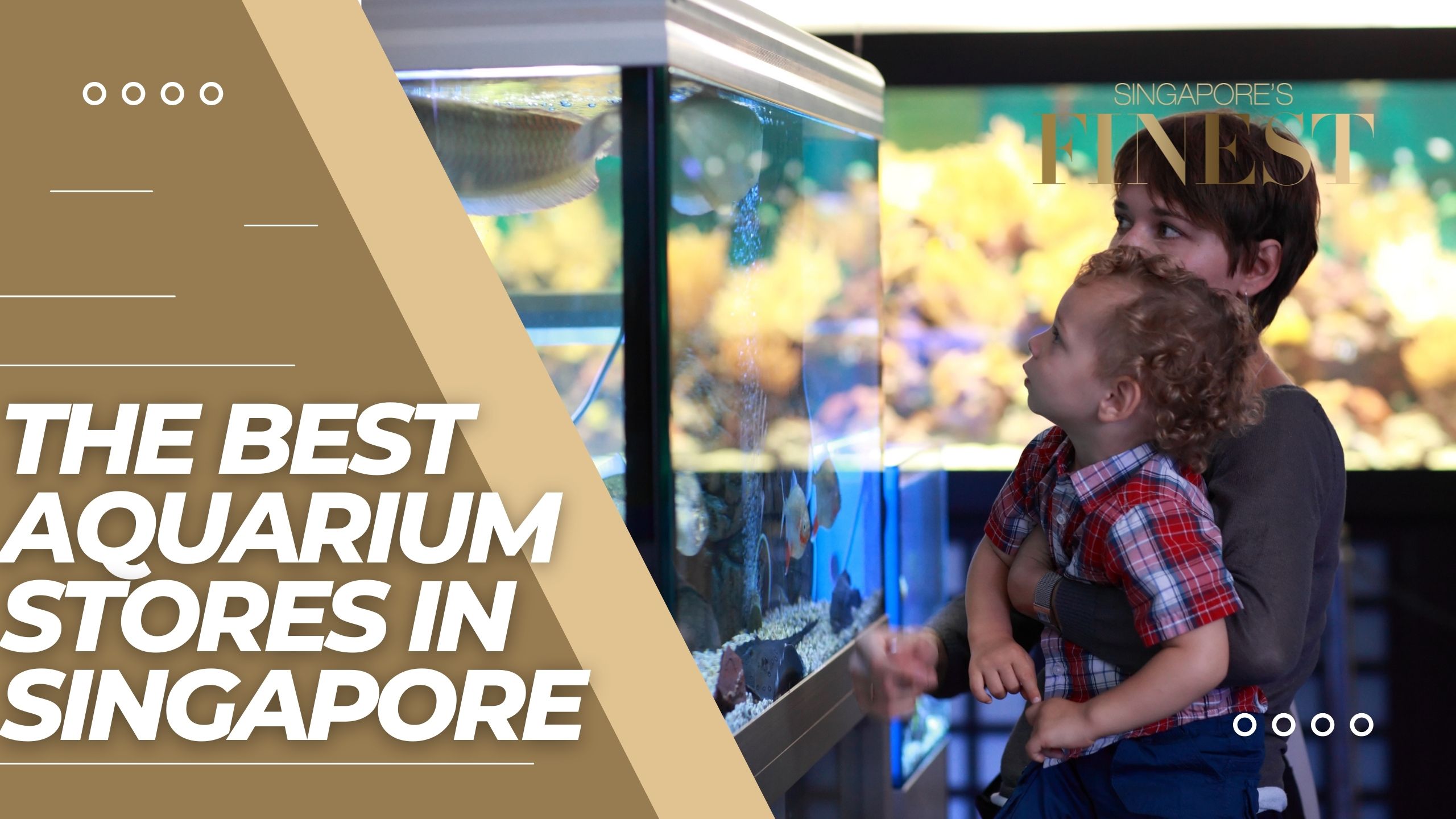 The Finest Aquarium Stores in Singapore