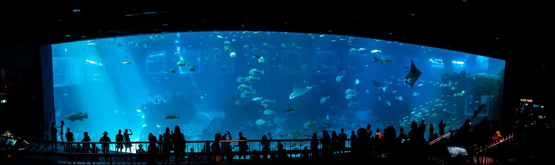 S.E.A. Aquarium: Discover the marvels of the various marine life in the oceans and how to preserve them