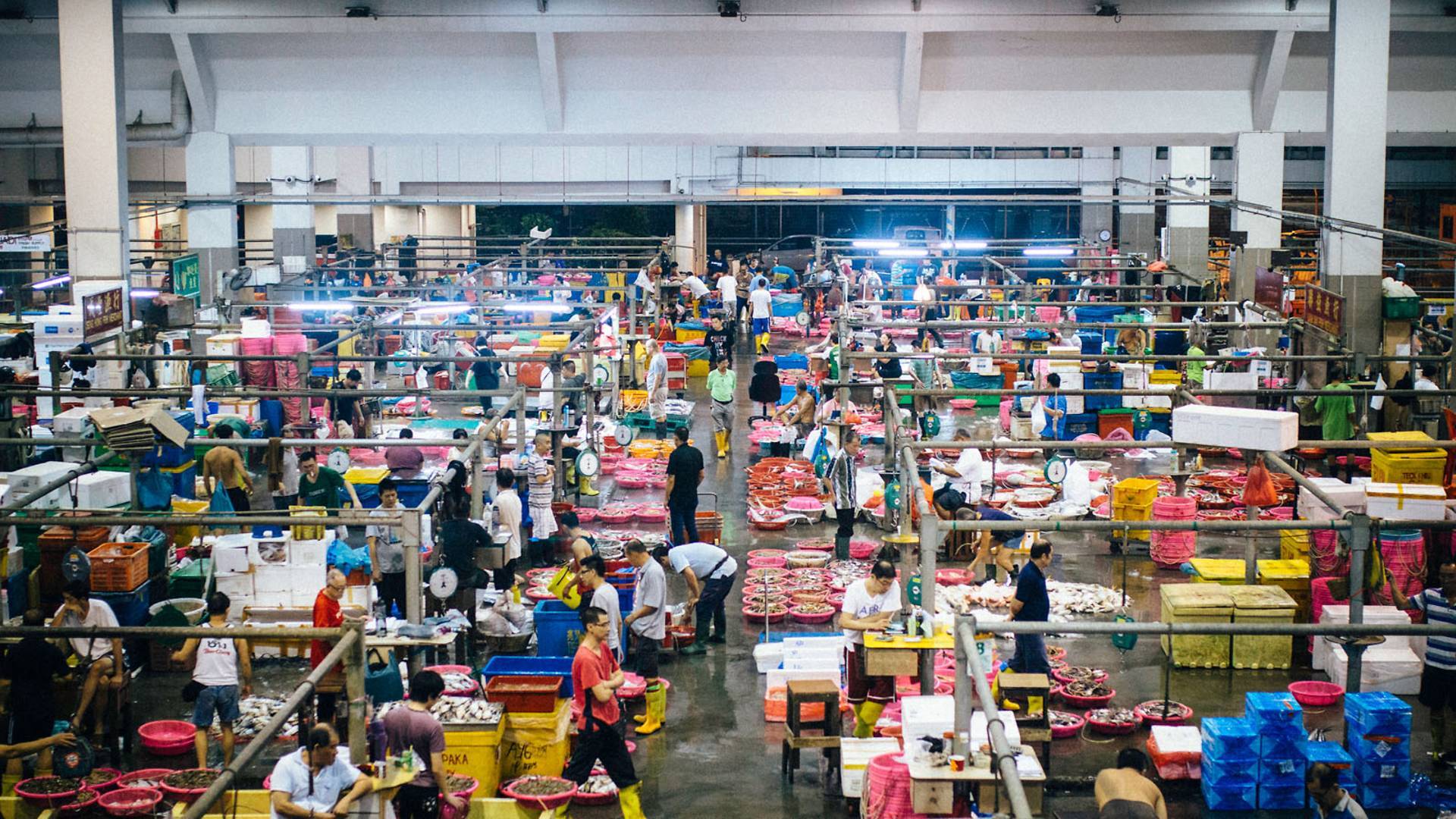Senoko Fishery Port: Wholesale Fish Market