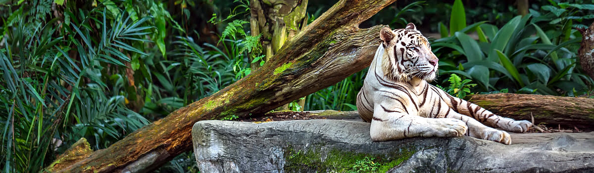 Singapore Zoo: World's Best Rainforest Zoo