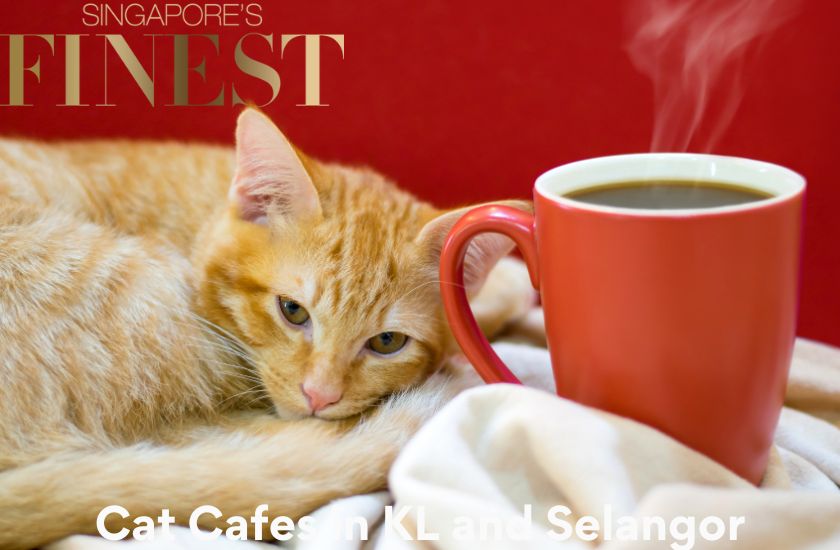 10 Trustworthy Cat Cafes in KL and Selangor [2024]