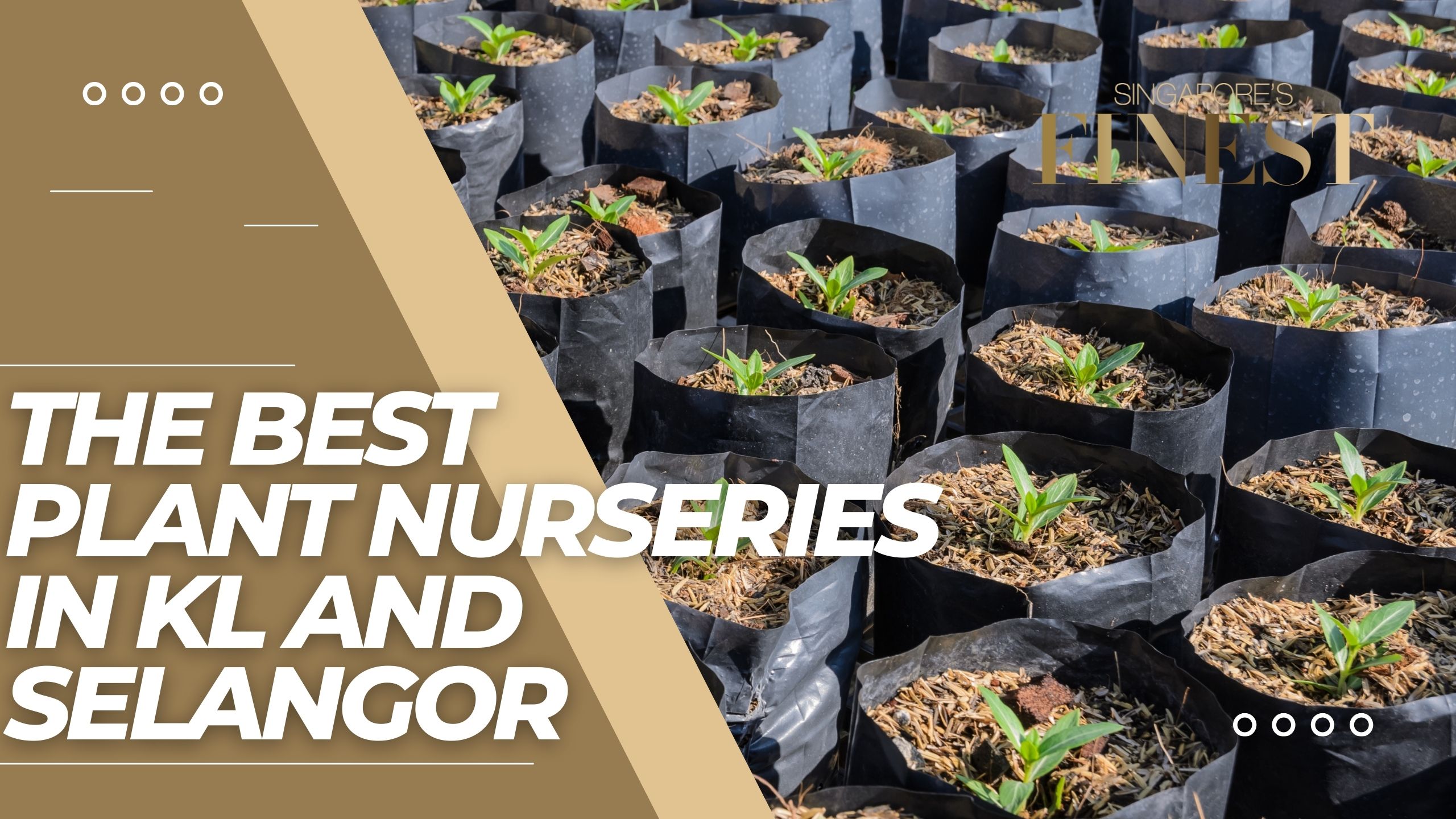 The Finest Plant Nurseries in KL and Selangor