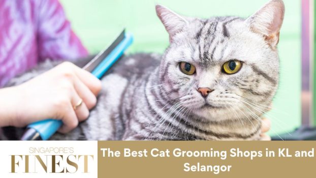 Cat grooming 2024 wangsa maju