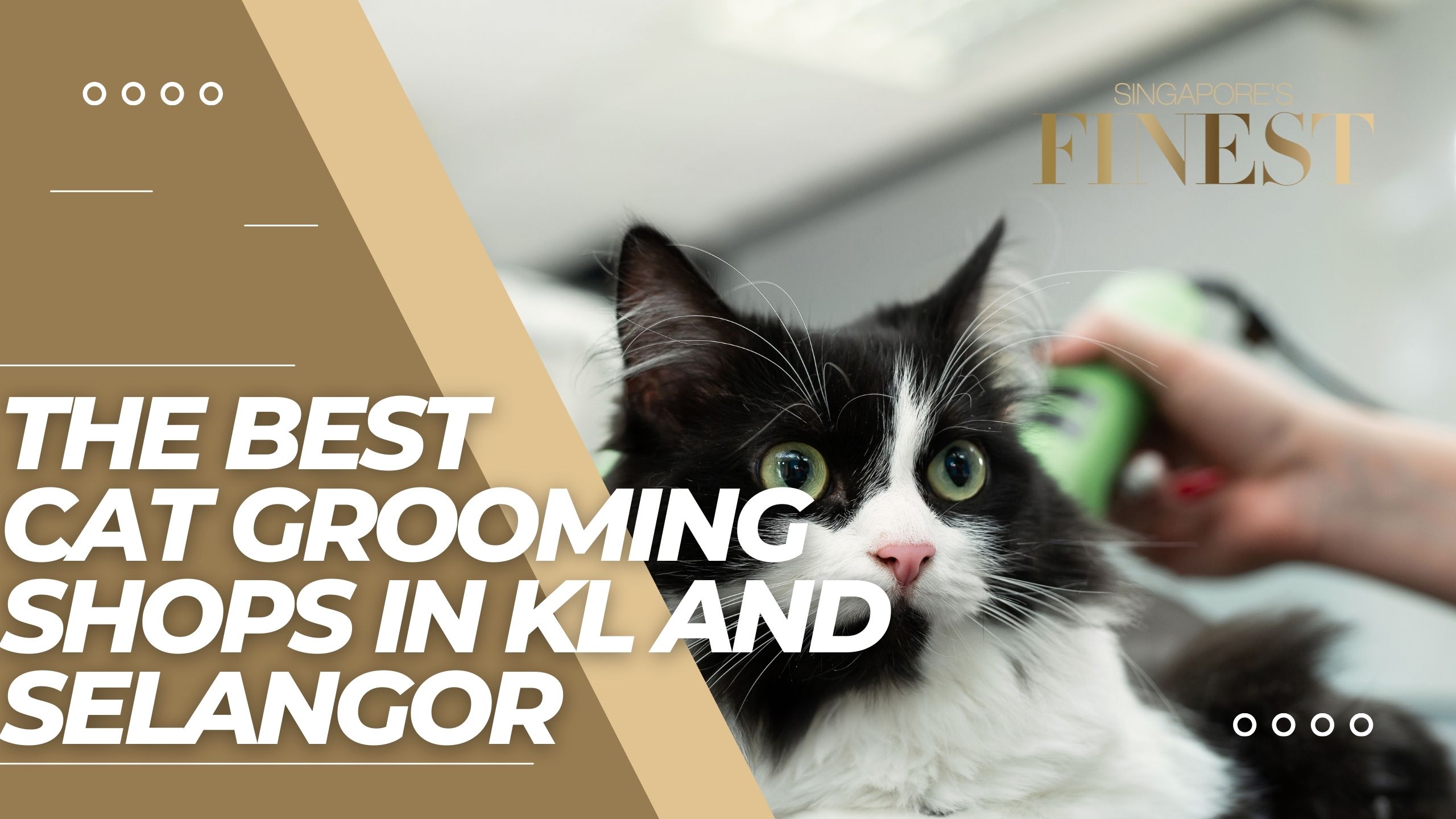 The Finest Cat Grooming Shops in KL and Selangor