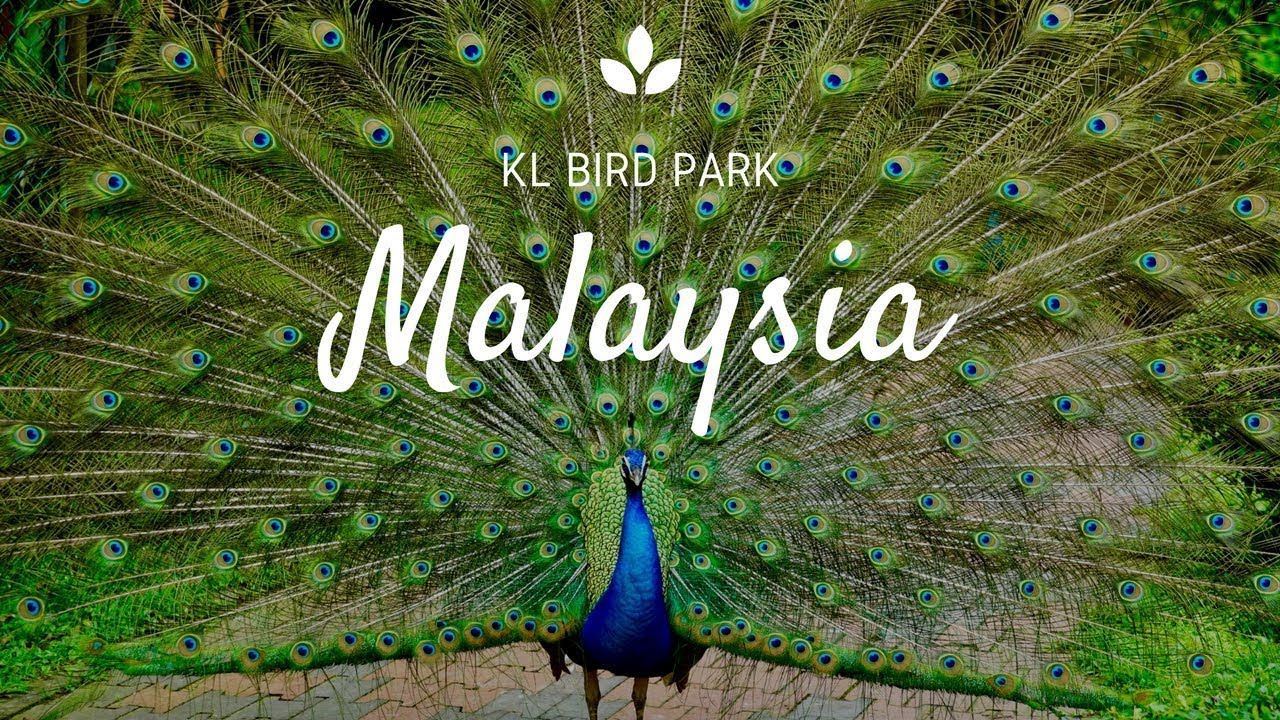 KL Bird Park - Wildlife park in Kuala Lumpur, Malaysia
