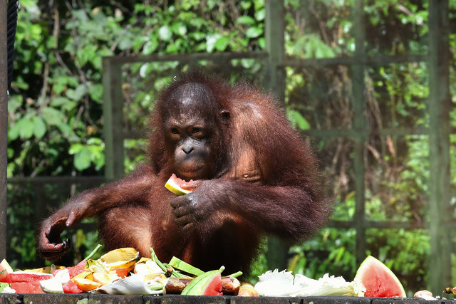 Pusat Pemuliharaan Orang Utan Sepilok