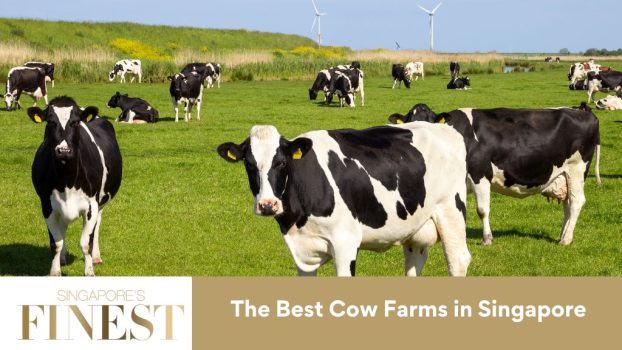 The Finest Cow Farms in Singapore