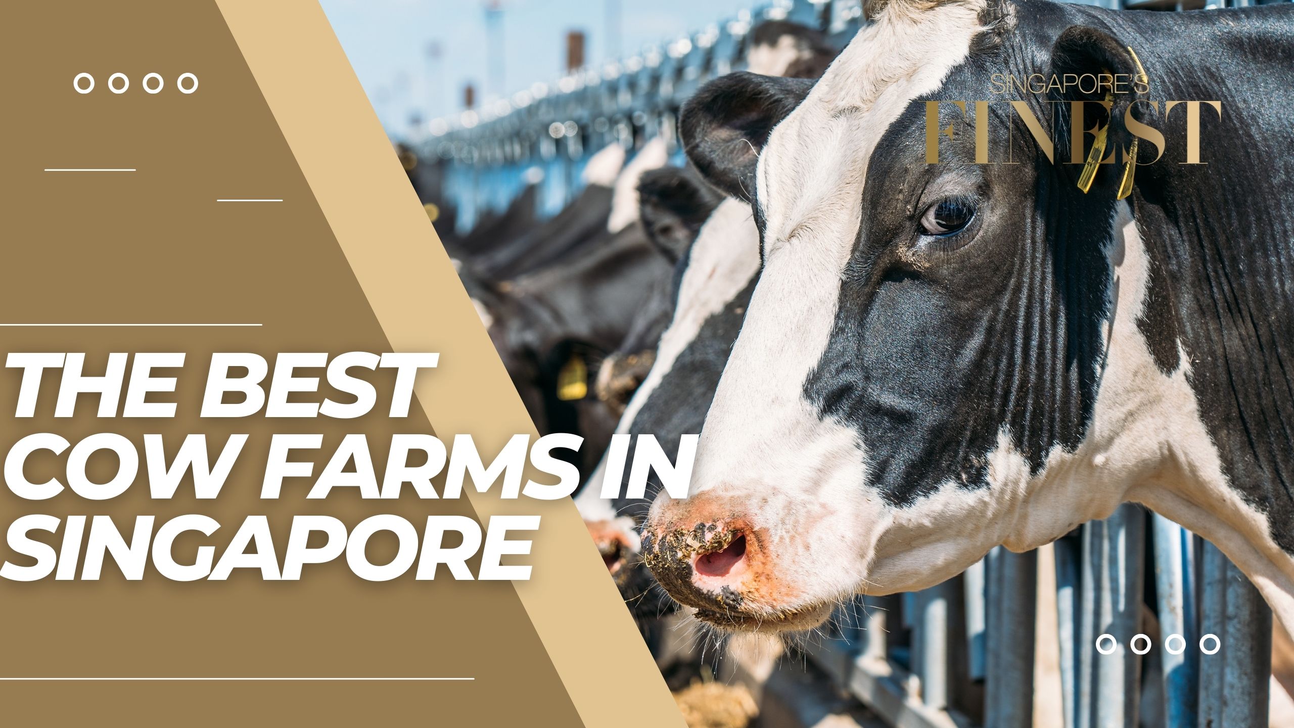 The Finest Cow Farms in Singapore