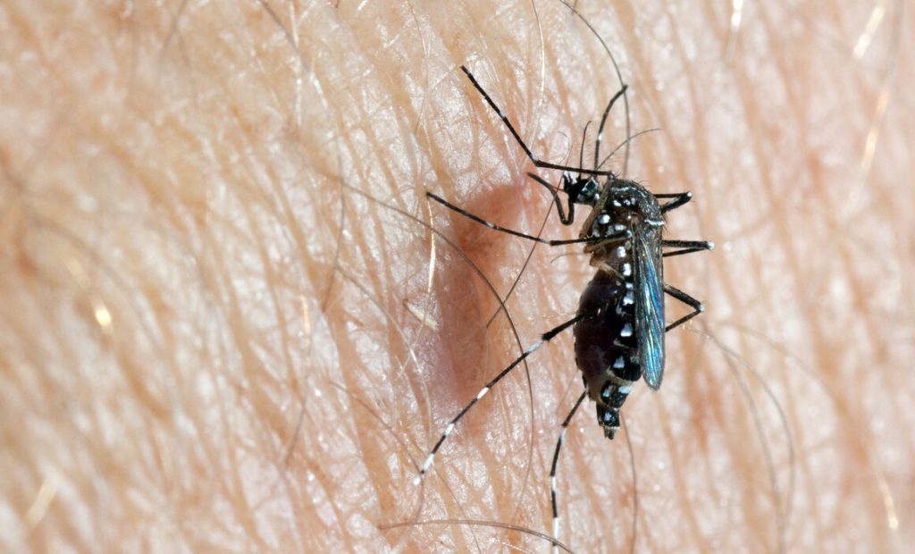 Are you a mosquito magnet? It could be the smell of your skin