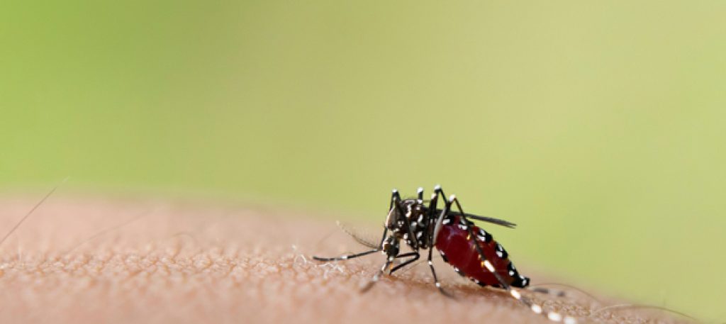In the first quarter of 2024, dengue infections doubled, and seven deaths were recorded