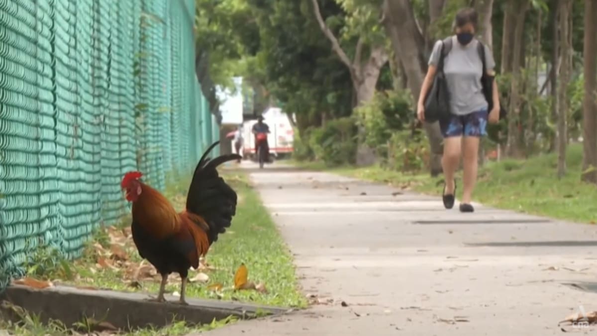 Authorities Issue Bird Flu Advisory