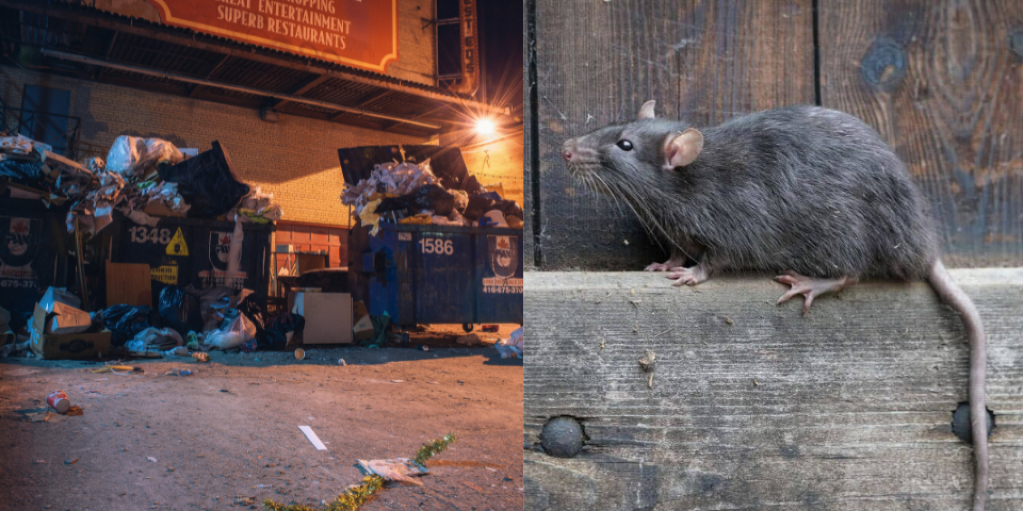 Rats are a growing problem in Singapore. [2024]