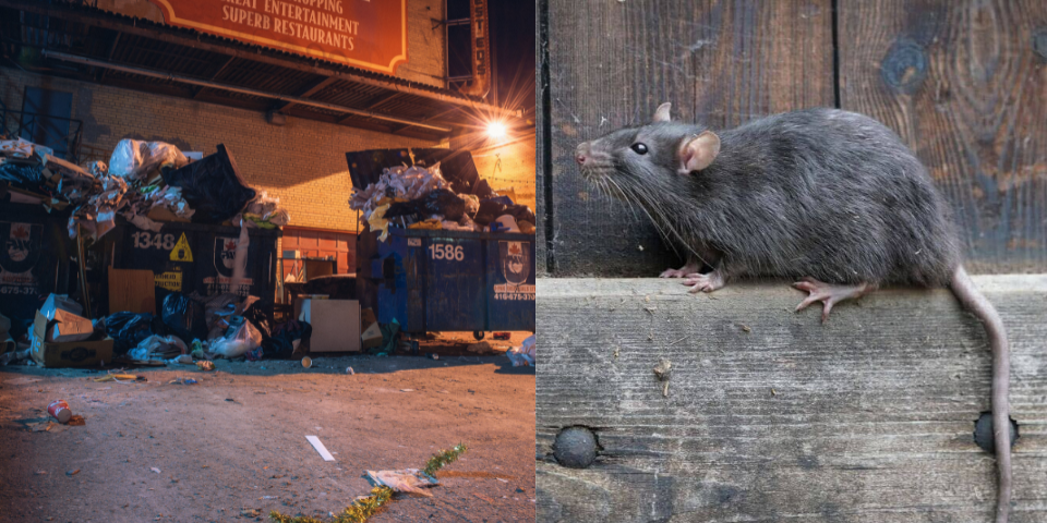 Rats are a growing problem in Singapore. Here are the hotspots and what’s being done