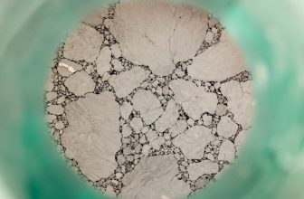 Mold Remediation vs Mold Removal: What’s the Difference?