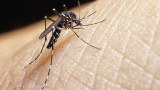 Are you a mosquito magnet? It could be the smell of your skin