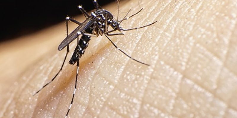 Are you a mosquito magnet? It could be the smell of your skin