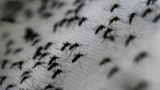 Understanding Zika: Its Nature and Health Implications
