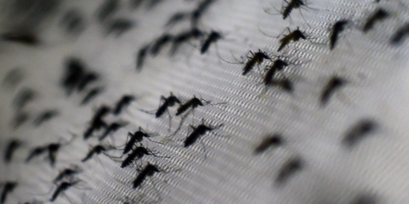 Understanding Zika: Its Nature and Health Implications