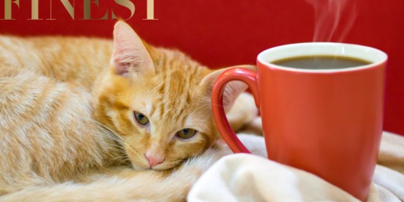 The Finest Cat Cafes in KL and Selangor