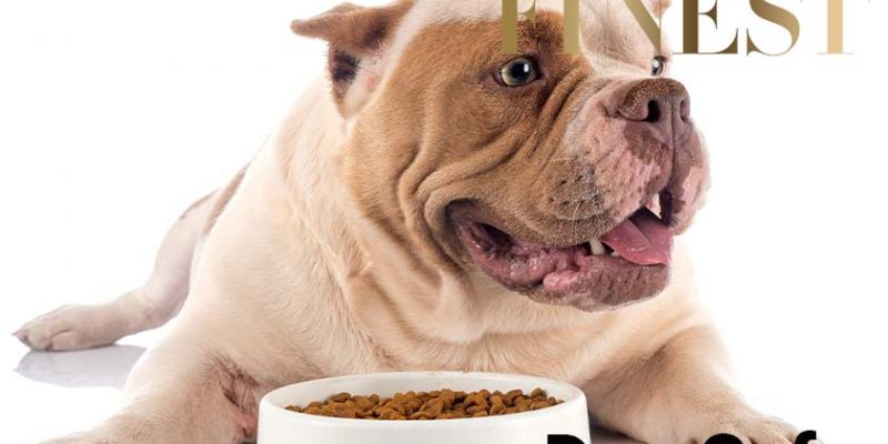 7 Best Dog Cafe in Singapore