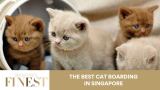 The Finest Cat Boarding in Singapore