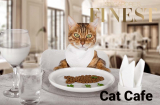 The Finest Cat Cafes in Singapore