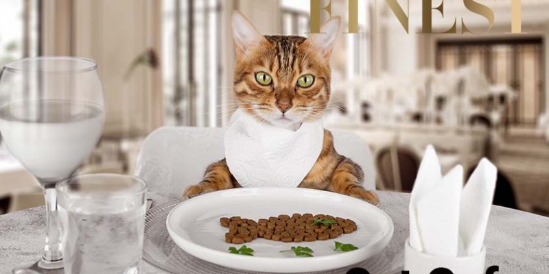 The Finest Cat Cafes in Singapore