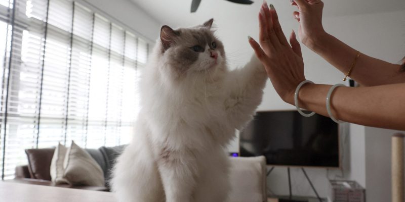 Cat licensing rules to start on Sep 1, with two-year transition period for owners to adapt