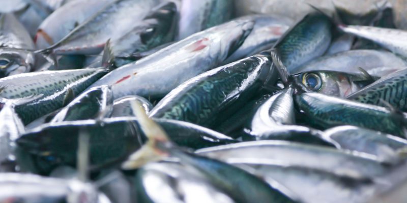 Senoko Fishery Port: Wholesale Fish Market