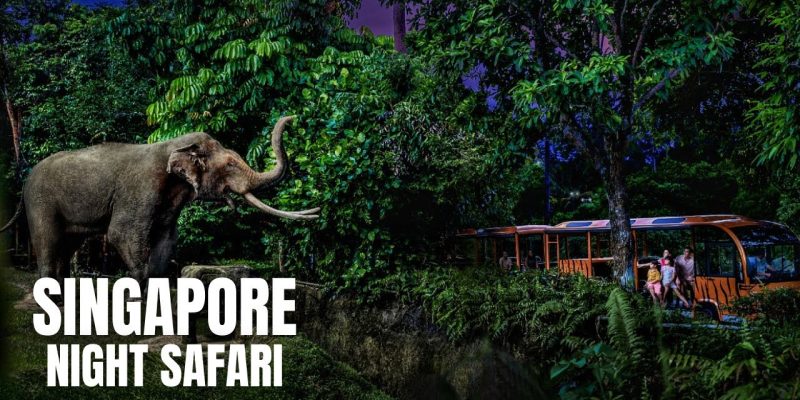Night Safari: Explore Animals in the Night Safari