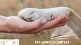 The Finest Pet Adoption Centers in Singapore