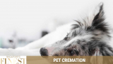The Finest Pet Cremation Services in Singapore