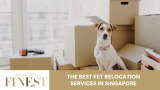 The Finest Pet Relocation Services in Singapore
