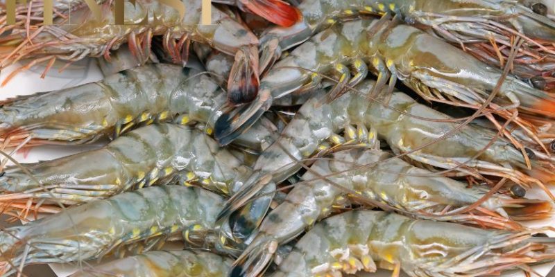 The Finest Prawning in Singapore