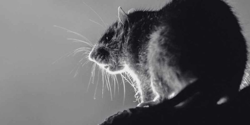 Rats are a growing problem in Singapore.