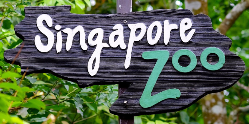 Singapore Zoo: World’s Best Rainforest Zoo